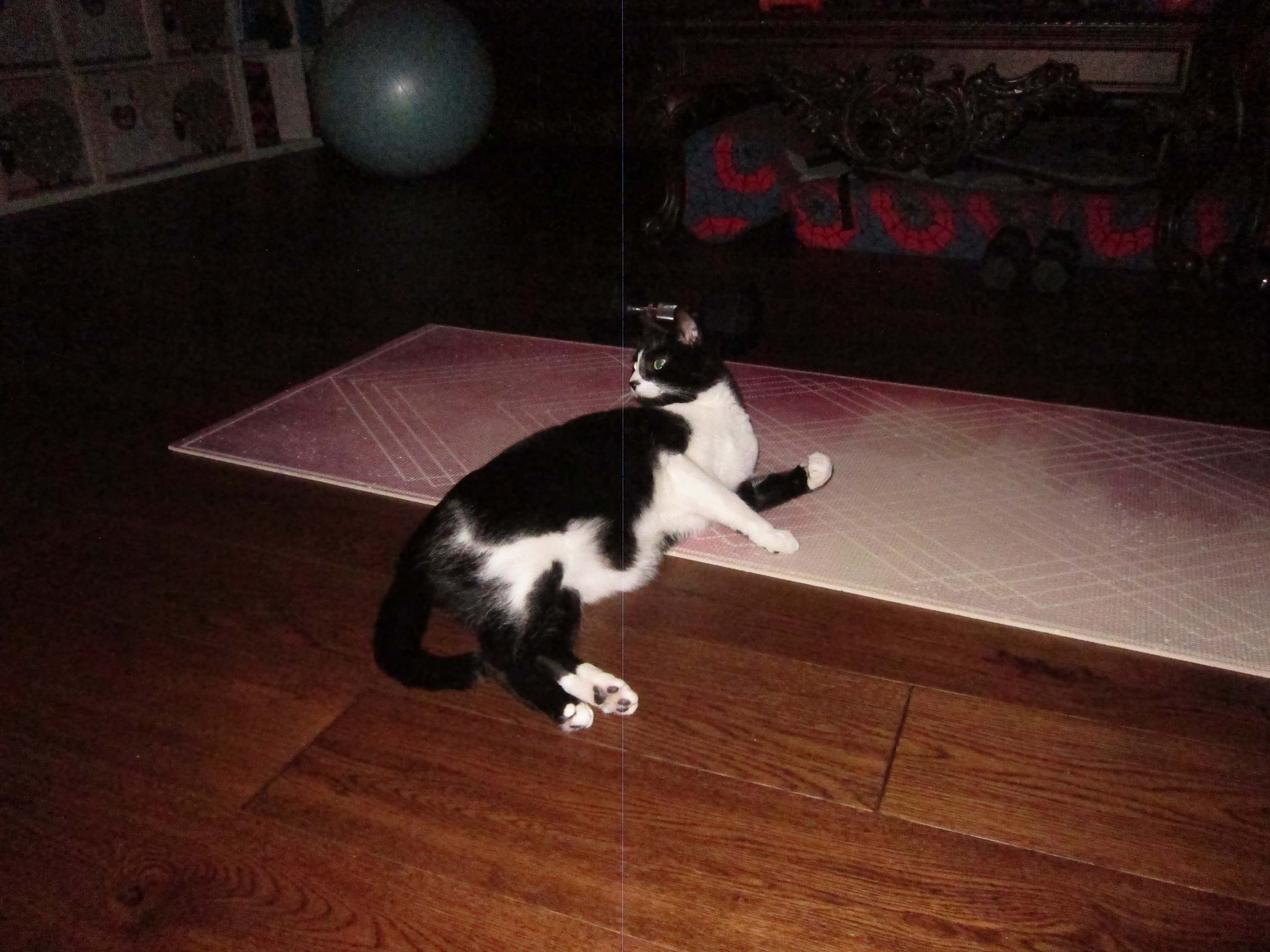 A black-and-white cat relaxing indoors