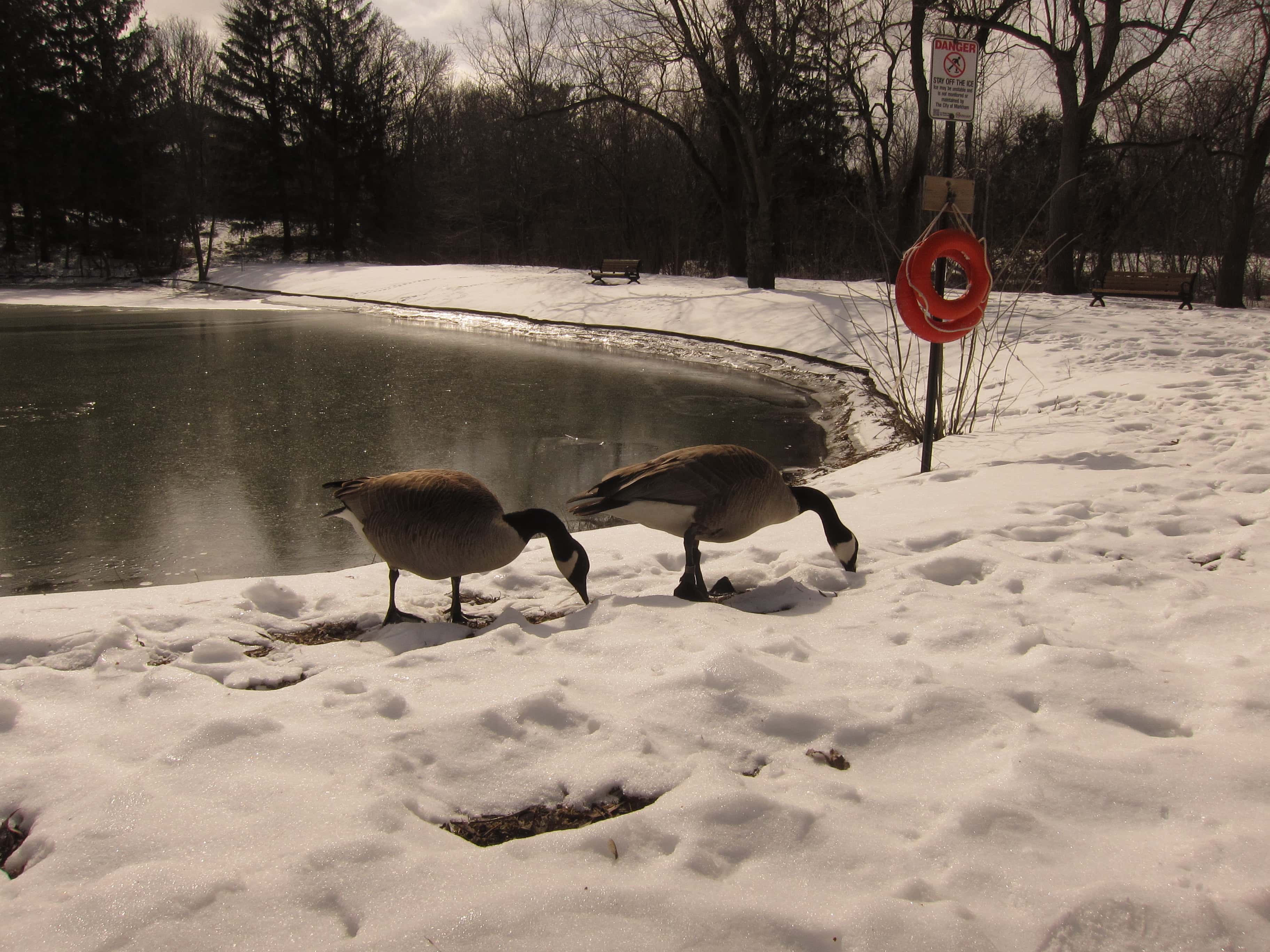 Geese beside a frozen pond in winter